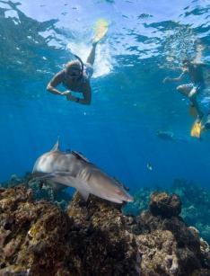 ***2026年4月1日～*** ベアフット クアタアイランド1日クルーズ★リーフシャークシュノーケリングツアー付き★　（ナンディ・デナラウ発）