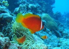 ***2026年4月1日～*** マナ・アイランドダイビング【体験ダイビング1本 ビーチダイブ】